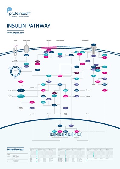 Insulin Pathway