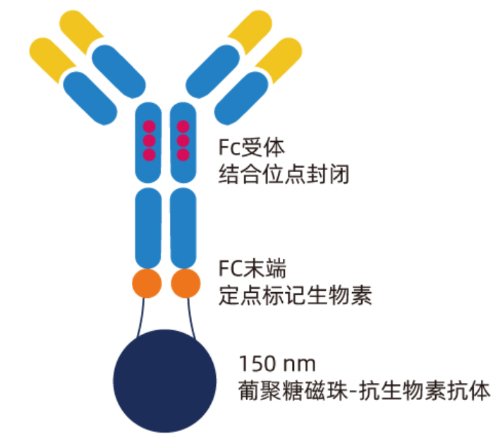 AccuSort磁珠分选试剂盒结构示意图