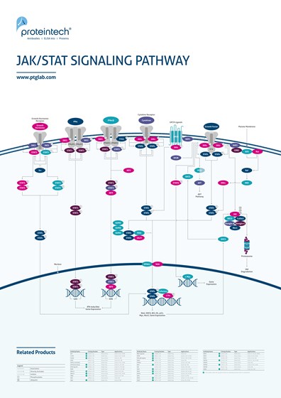 JAK/STAT Signaling Pathway