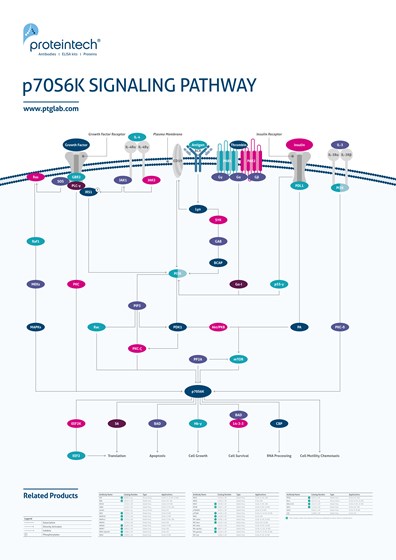 p70S6K Signaling Pathway