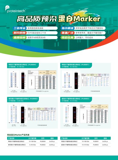 预染蛋白Marker单页