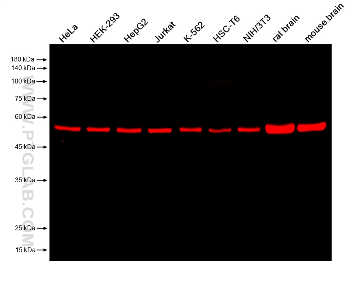 Various lysates were subjected to SDS-PAGE followed by western blot with anti-EIF3E mouse monoclonal antibody (67095-1-Ig, isotype IgG1) at a dilution of 1:50000. Multi-rAb CoraLite® Plus 750-Goat Anti-Mouse Recombinant Secondary Antibody (H+L) (RGAM006) was used at a dilution of 1:10000 for detection.