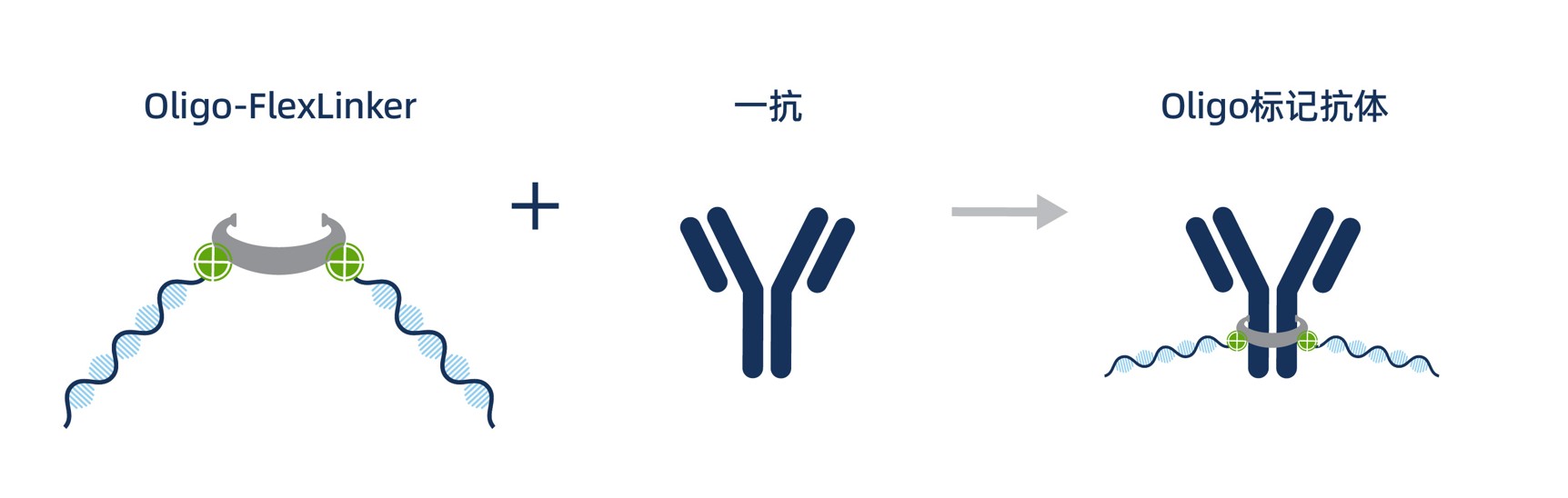 ​Illustration showing Oligo-FlexLinker binding to a primary IgG antibody to form a FlexAble-Oligo labeled primary IgG, with DNA strands extending from the linker on the antibody.