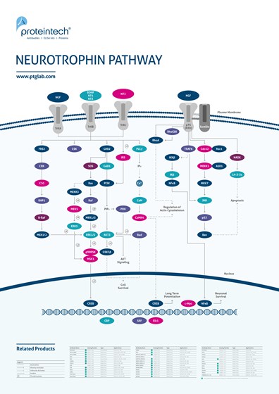 Neurotrophin Pathway