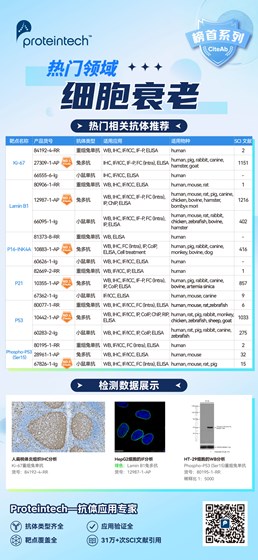 细胞衰老相关抗体