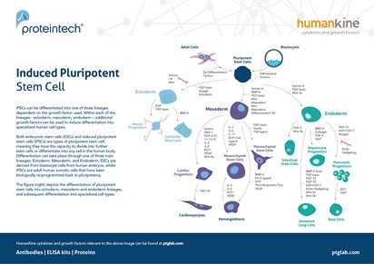 iPSC Differentiation Poster