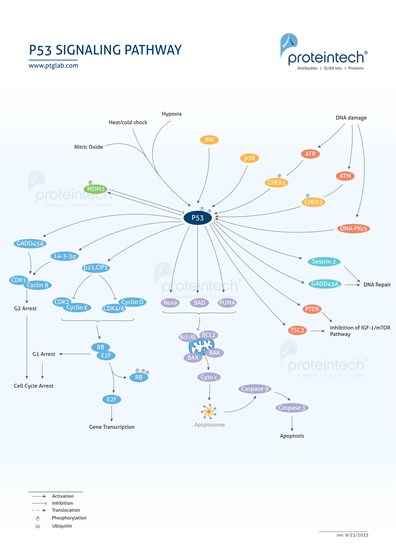 p53 Signaling
