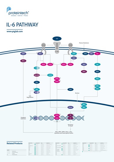 IL-6 Pathway