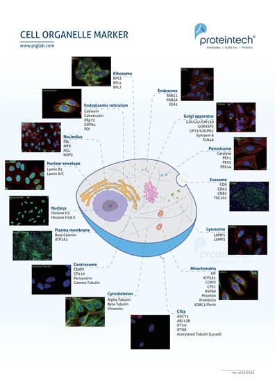 Cell organelle marker