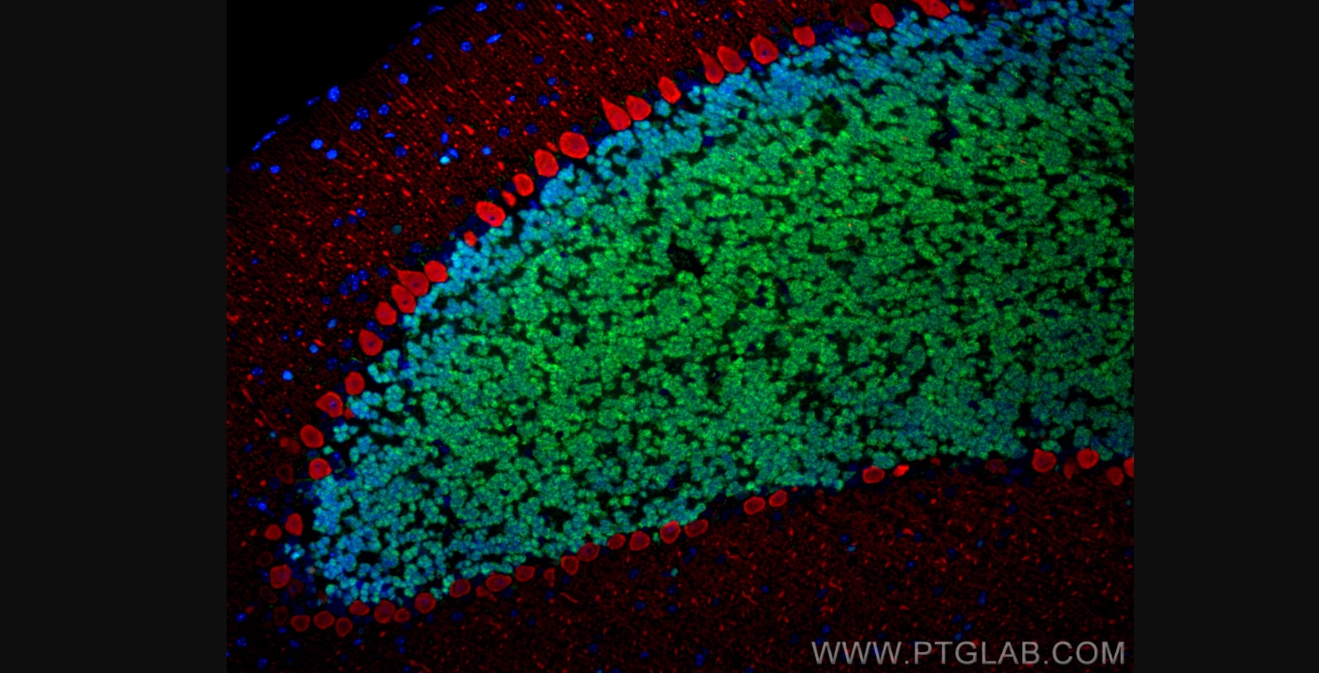 Immunofluorescence analysis of mouse cerebellum FFPE tissue stained with anti-NeuN rabbit polyclonal antibody (26975-1-AP, green) and anti-Calbindin-D28k mouse monoclonal antibody (66394-1-Ig, red). Multi-rAb CoraLite® Plus 488-Goat Anti-Rabbit Recombinant Secondary Antibody (H+L) (RGAR002, 1:500) and Multi-rAb CoraLite® Plus 594-Goat Anti-Mouse Recombinant Secondary Antibody (H+L) (RGAM004, 1:500) were used for detection.  