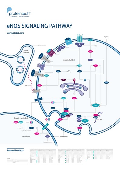 eNOS Signaling Pathway