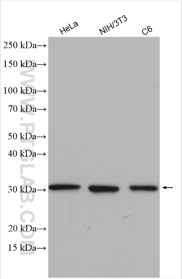 WB analysis using 14503-1-AP