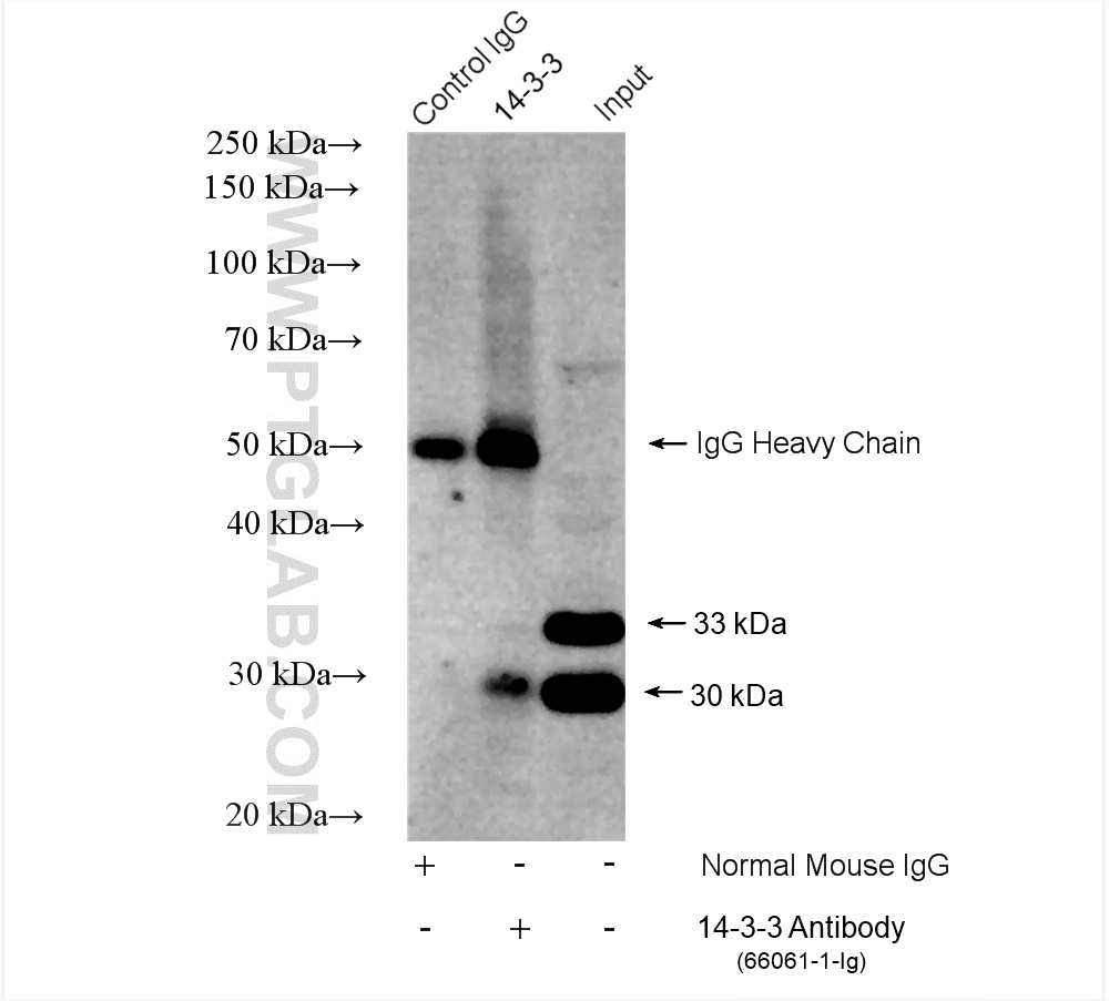 IP experiment of rat brain using 66061-1-Ig