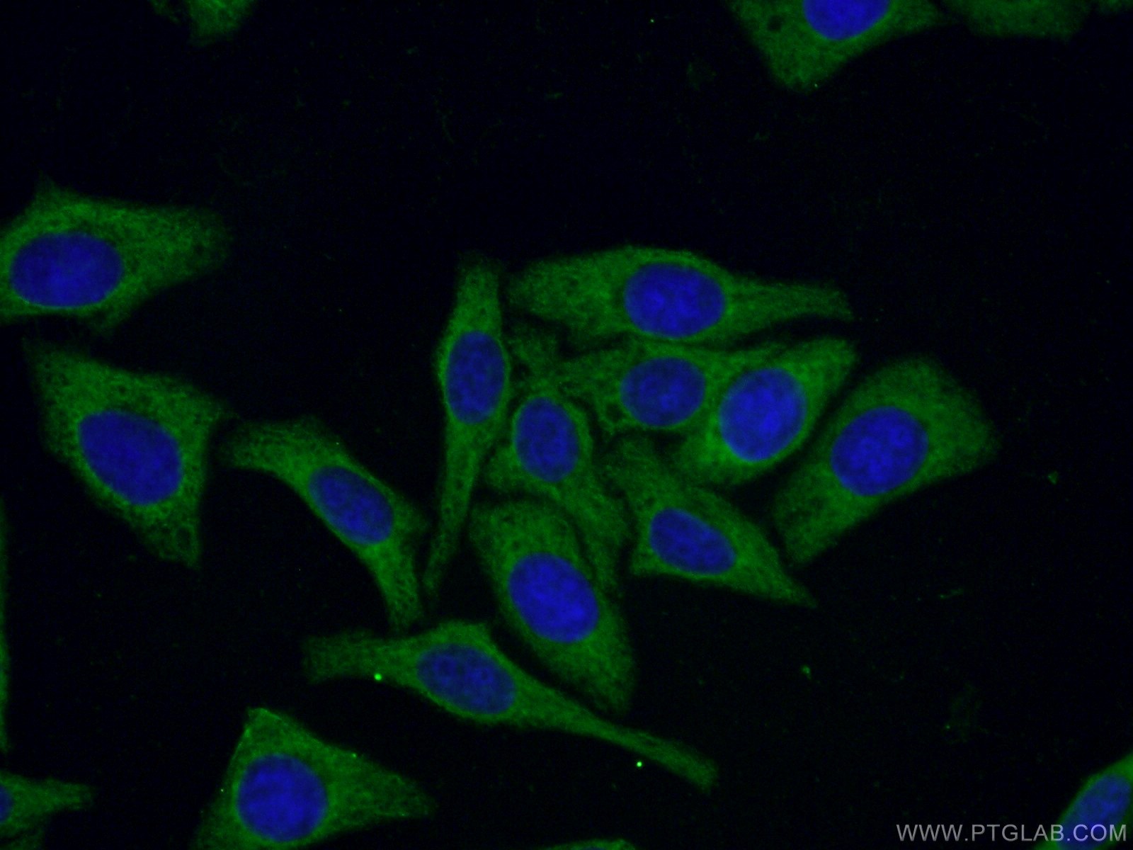 IF Staining of HepG2 using CL488-66061