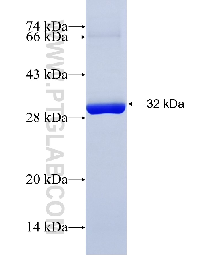 14-3-3 fusion protein Ag6055 SDS-PAGE