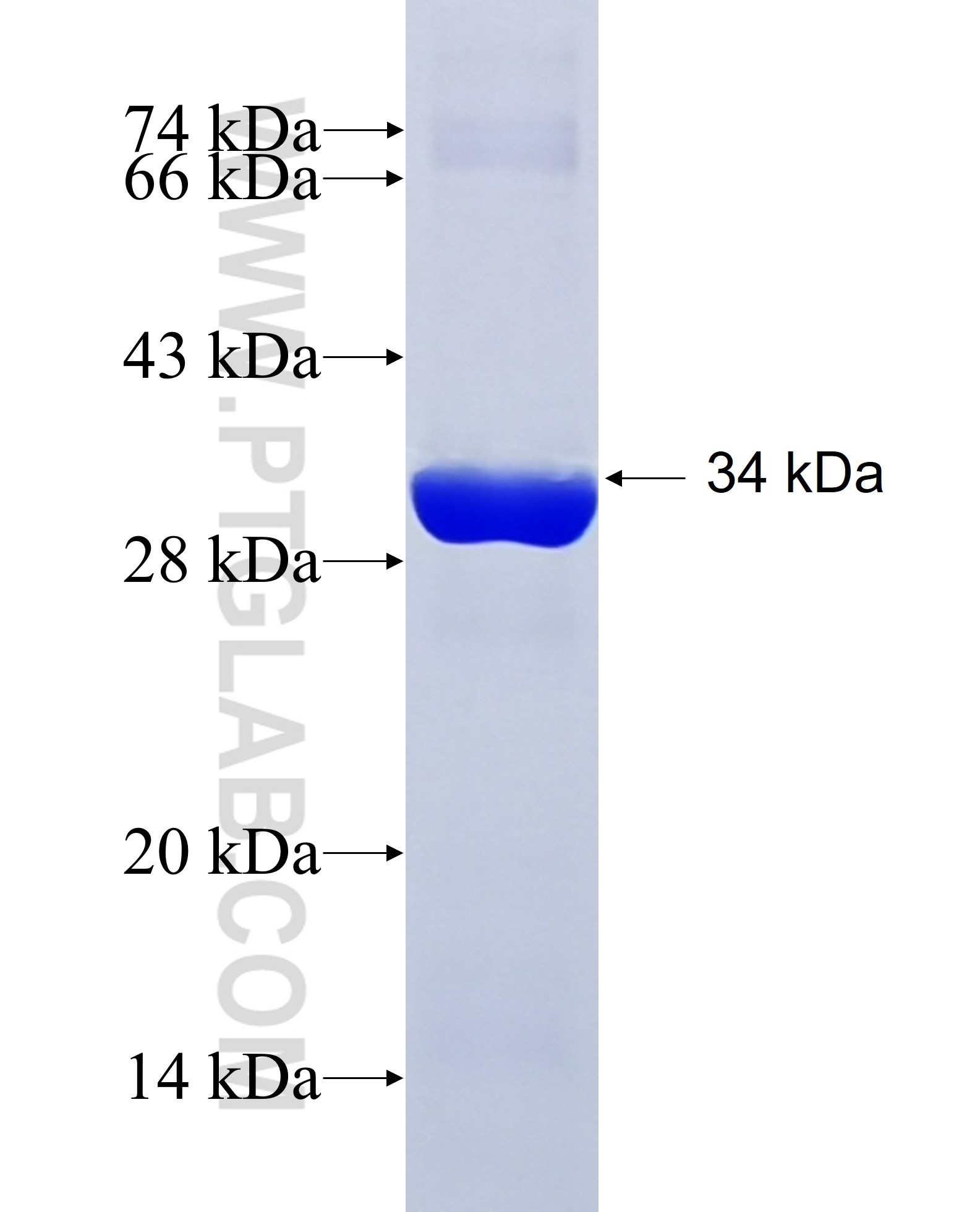 14-3-3E fusion protein Ag25186 SDS-PAGE