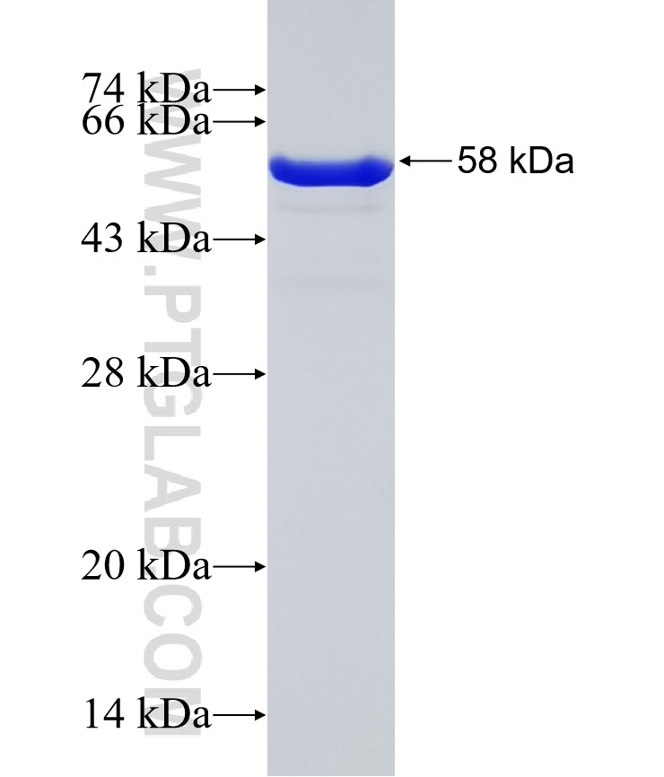 14-3-3E fusion protein Ag2247 SDS-PAGE