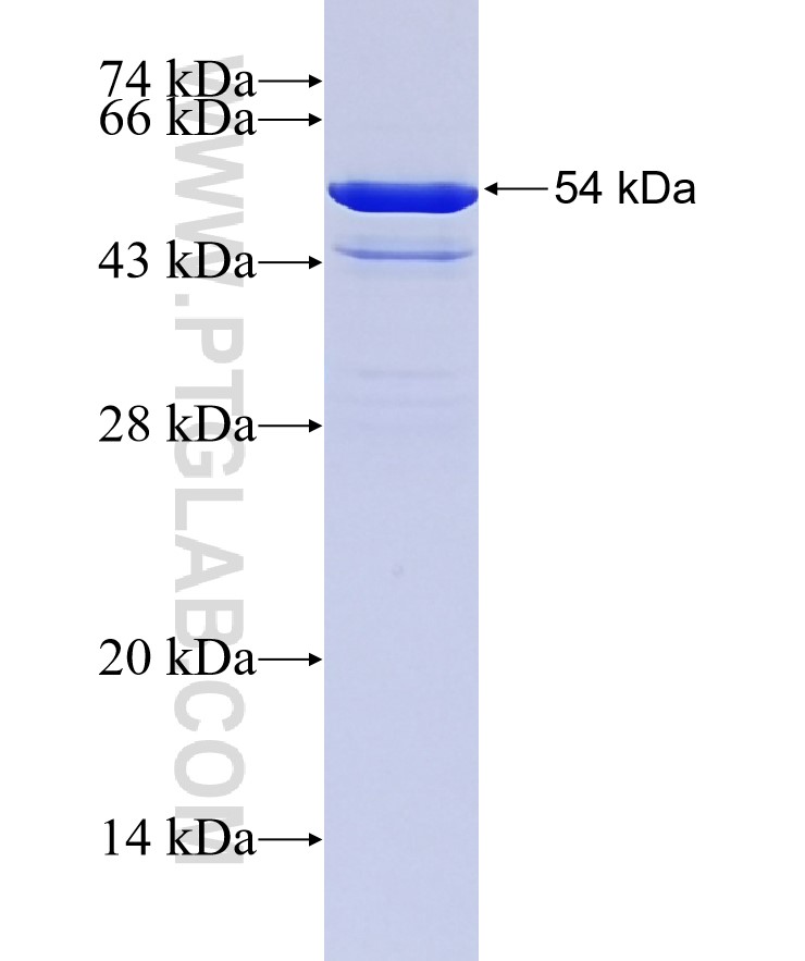 14 3 3GAMMA fusion protein Ag3047 SDS-PAGE