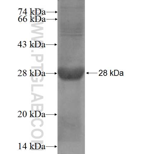 144cn fusion protein Ag14364 SDS-PAGE