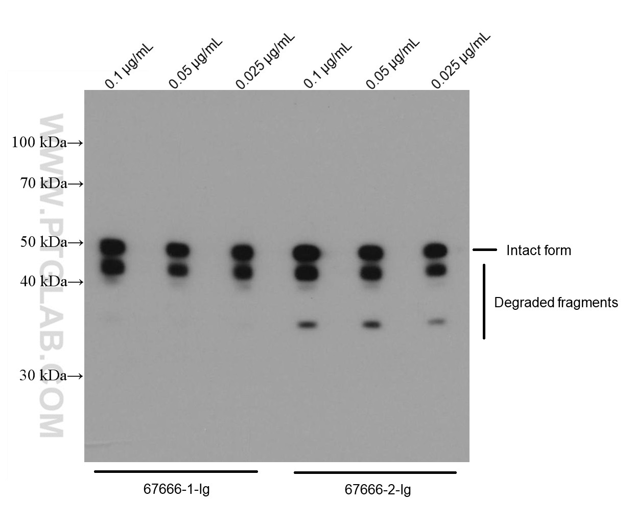 WB analysis of Recombinant protein using 67666-2-Ig