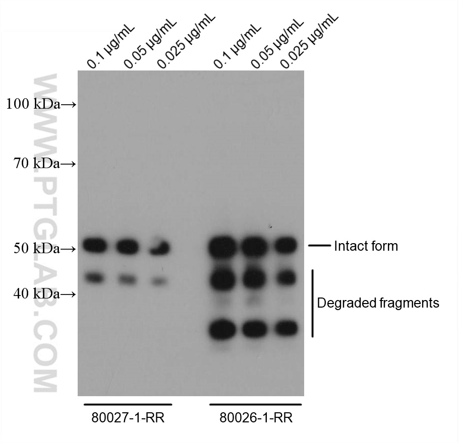 WB analysis of Recombinant protein using 80026-1-RR