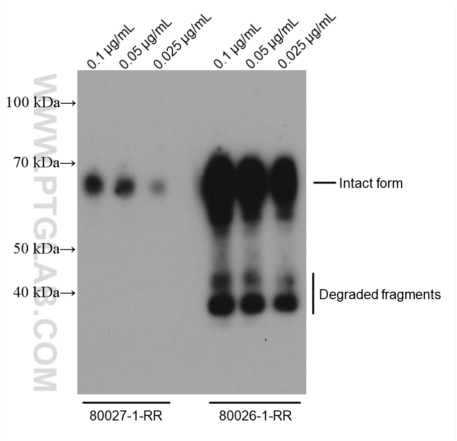 WB analysis of Recombinant protein using 80026-1-RR