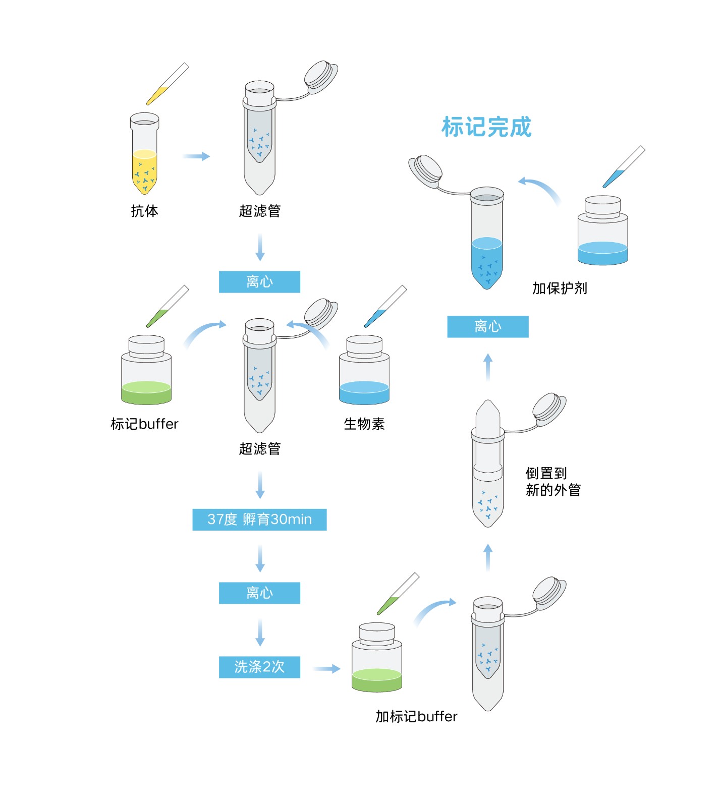 生物素标记步骤加Y .jpg