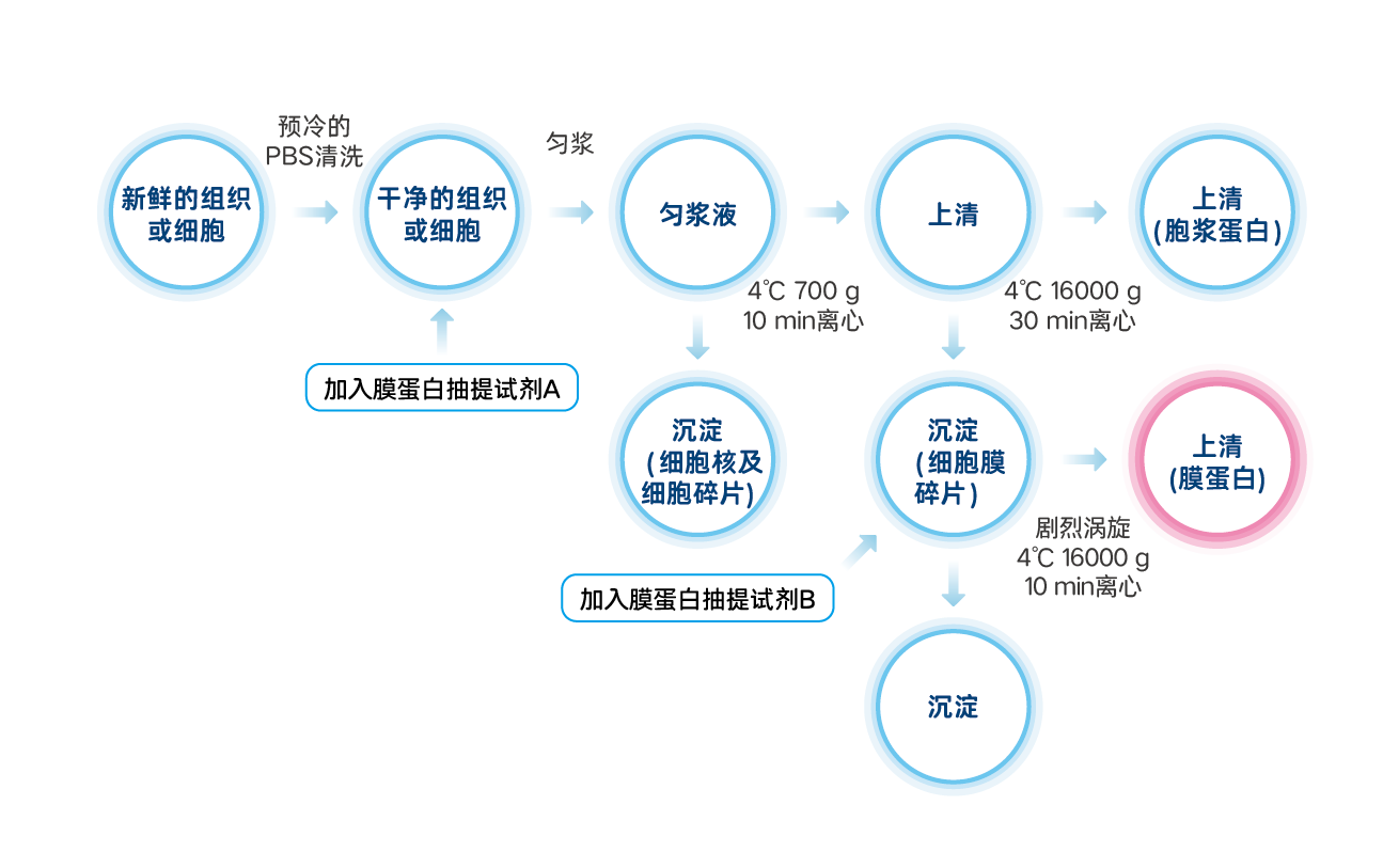 PK10015-分离流程.png