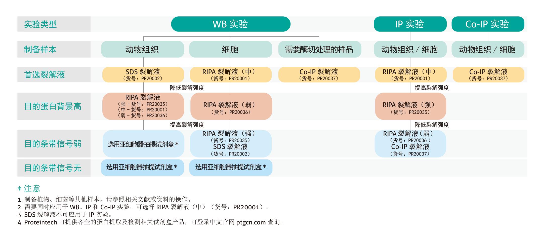 附录2：Proteintech各种裂解液的选择.jpg