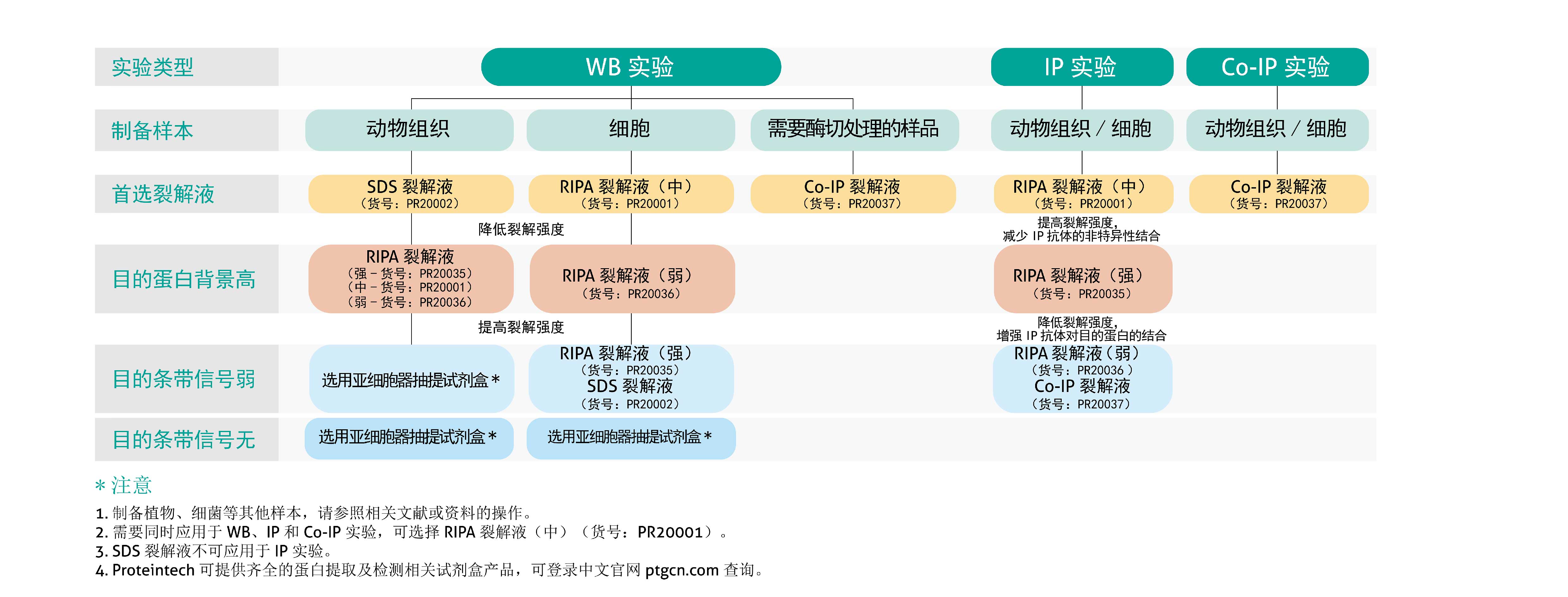 裂解液选择2.jpg