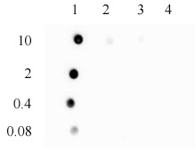 3-Methylcytosine (3-mC, 3-methylcytidine) antibody (pAb) tested by DNA dot blot BSA conjugated nucleosides (starting at 10ng as indicated) were spotted onto PVDF membrane and blotted with 3-methylcytidine antibody at a dilution of 1:10,000. Lane 1: 3-methylcytidine. Lane 2: Cytidine. Lane 3: 5-methylcytidine. Lane 4: 5-hydroxymethylcytidine.