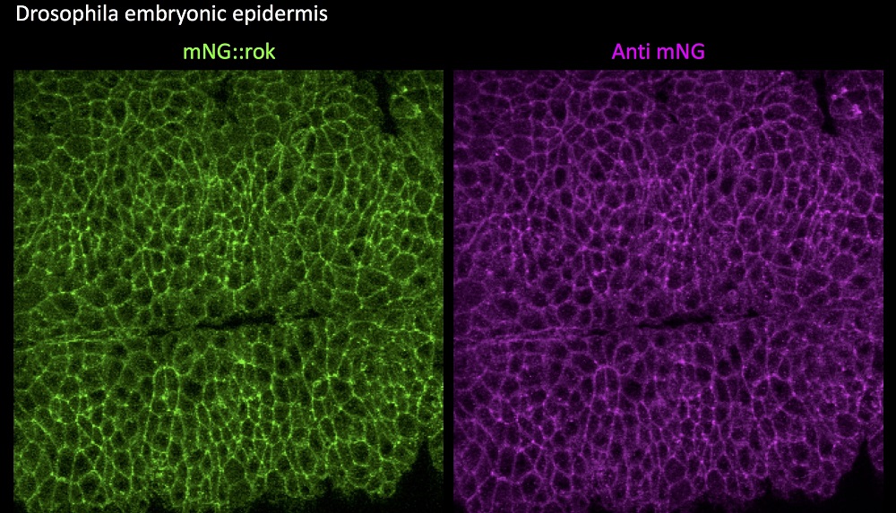 Immunostaining of Drosphila embryos expressing an mNeonGreen tagged protein. Left mNeonGreen, right anti-mNeonGreen antibody 32F6. Corutesy Clara Sidor, MRC-LMB