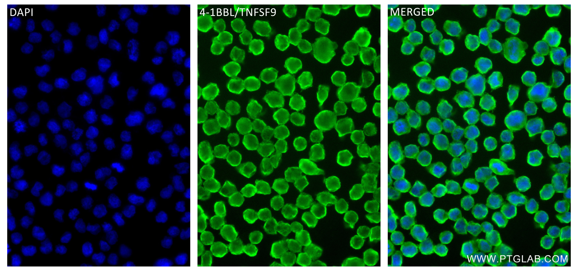 IF Staining of Raji using 84185-5-RR (same clone as 84185-5-PBS)