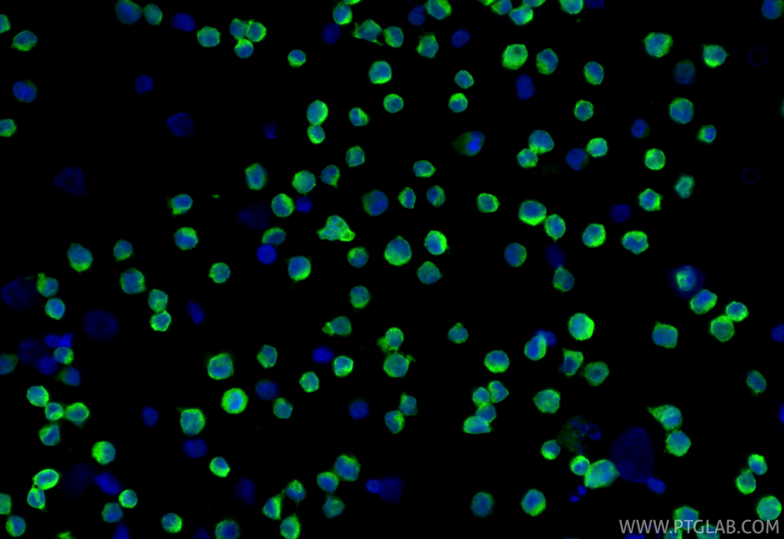 IF Staining of Raji using CL488-84185-5