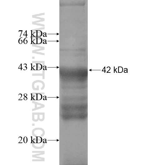 4921513D23Rik fusion protein Ag13711 SDS-PAGE