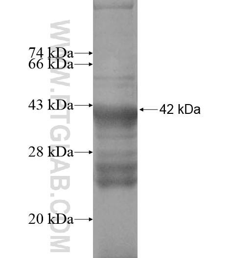 4921513D23Rik fusion protein Ag13711 SDS-PAGE 4921513D23Rik fusion protein Ag13711 SDS-PAGE