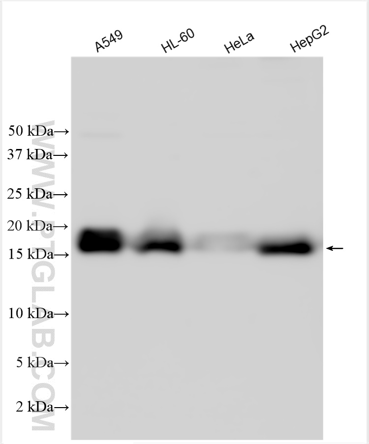 WB analysis using 13988-1-AP