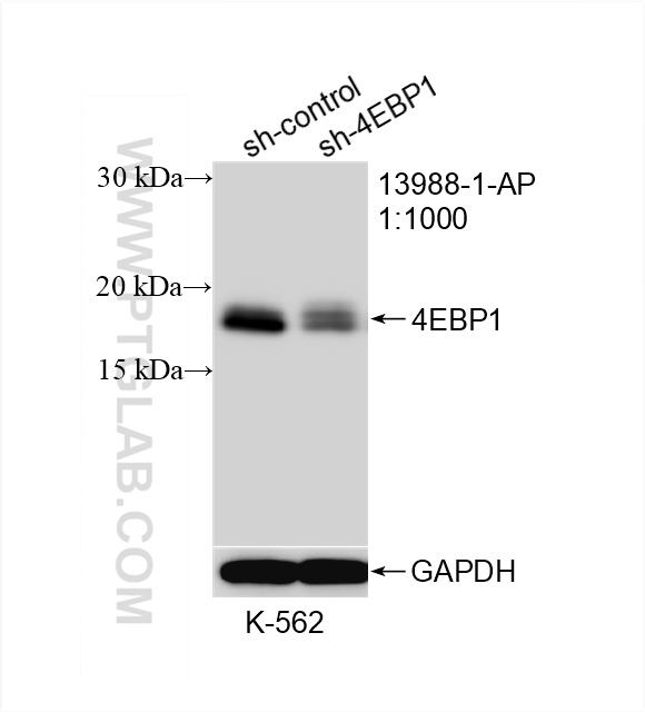 WB analysis of K-562 using 13988-1-AP