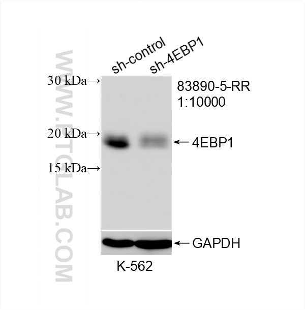 WB analysis of K-562 using 83890-5-RR (same clone as 83890-5-PBS)