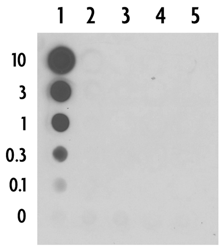 5-Carboxylcytosine antibody (pAb) tested by DNA dot blot Single-stranded DNA oligonucleotides (amount of oligo in nanograms listed on the left side of the blot) corresponding to the immunogen and related sequences were spotted onto nitrocellulose and probed with the antibody at 1:2,000. Lane 1: oligo containing 5-carboxylcytidine. Lane 2: oligo containing 5-formylcytidine. Lane 3: oligo containing 5-hydroxymethylcytidine. Lane 4: oligo containing 5-methylcytidine. Lane 5: oligo containing unmodified cytidine.