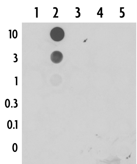 5-Formylcytosine antibody (pAb) tested by DNA dot blot Single-stranded 38 nt DNA oligonucleotides (amount of oligo in nanograms listed on the left side of the blot) corresponding to the immunogen and related sequences were spotted onto nitrocellulose and probed with the antibody at 2 ug/ml. Lane 1: oligo containing unmodified cytidine. Lane 2: oligo containing 5-methylcytidine. Lane 3: oligo containing 5-hydroxymethylcytidine. Lane 4: oligo containing 5-formylcytidine. Lane 5: oligo containing 5-carboxylcytidine.