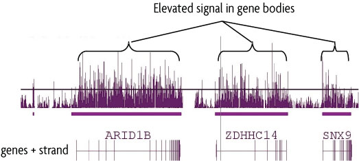 hMeDIP-chip performed on human brain DNA using 5-Hydroxymethylcytosine (5-hmC) antibody. Human brain DNA (2 ug) was immunoprecipitated with 10 ug of 5-Hydroxymethylcytosine antibody. Following hMeDIP, the DNA was amplified, labeled and hybridized to an Affymetrix Human Tiling 2.0R Array. Shown is a region from chromosome 6q containing the ARID1B, ZDHHC14 and SNX9 genes. The results show that 5-hydroxymethylcytosine is enriched primarily in the coding regions of genes, rather than in the gene promoter or regulatory regions.