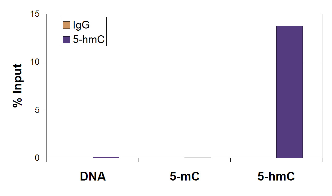 5-Hydroxymethylcytosine (5-hmC, 5-hydroxymethylcytidine) antibody tested by Methyl DNA immunoprecipitation. DNA (25 pg) derived from the promoter of the APC gene was spiked into 500 ng of human genomic DNA and subjected to the MeDIP procedure using 2 μg of 5-Hydroxymethylcytidine antibody (5hmC, maroon bars) or 2 μg of control rabbit IgG (IgG, blue bars). Real time quantitative PCR was performed on the immunoprecipitated DNA and results plotted as % of input DNA. The spiked APC DNA contained either no methylation (DNA), 5-methylcytosine methylation (5-mC) or 5-hydroxymethylcytosine methylation (5-hmC).