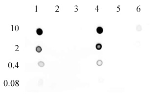 5-Hydroxymethylcytosine (5-hmC) antibody (mAb) tested by dot blot analysis. DNA samples were spotted (indicated in ng on the left) on to a positively charged nylon membrane and blotted with 5-Hydroxymethylcytidine antibody at a 0.2 mg/ml dilution. Lane 1: double-stranded DNA containing 5-hydroxymethylcytosine. Lane 2: double-stranded DNA containing 5-methylcytosine. Lane 3: unmethylated double-stranded DNA. Lane 4: single-stranded DNA containing 5-hydroxymethylcytosine. Lane 5: single-stranded DNA containing 5-methylcytosine. Lane 6: unmethylated single-stranded DNA.