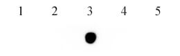 Dot blot of 5-Hydroxymethylcytosine (5-hmC) mAb. Dot blot analysis was used to confirm the specificity of 5-Hydroxymethylcytosine antibody for 5-hydroxymethylcytidine. 10 ng of single-stranded 38 nt DNA oligonucleotides were spotted onto nitrocellulose and probed with the antibody at 0.2mg/mL. Lane 1: oligo containing unmodified cytidine. Lane 2: oligo containing 5-methylcytidine. Lane 3: oligo containing 5-hydroxymethylcytidine. Lane 4: oligo containing 5-formylcytidine. Lane 5: oligo containing 5-carboxylcytidine.