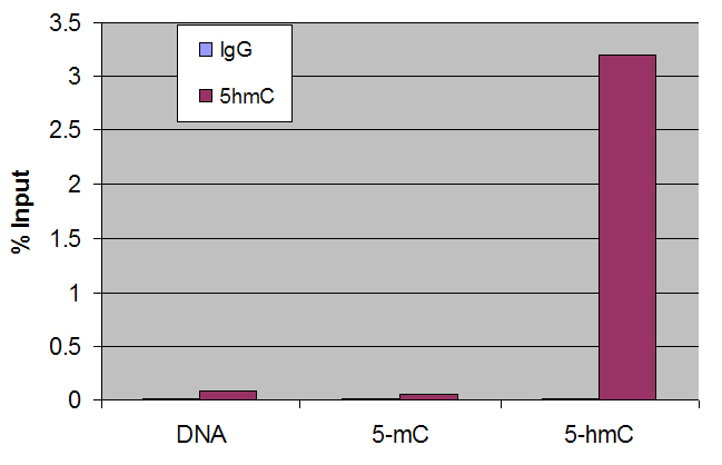 5-Hydroxymethylcytosine (5-hmC, 5-hydroxymethylcytidine) antibody tested by Methyl DNA immunoprecipitation. DNA (25 pg) derived from the promoter of the APC gene was spiked into 500 ng of human genomic DNA and subjected to the MeDIP procedure using 1 μl of 5-Hydroxymethylcytidine antibody (5hmC, maroon bars) or 1 μl of control rabbit IgG (IgG, blue bars). Real time quantitative PCR was performed on the immunoprecipitated DNA and results plotted as % of input DNA. The spiked APC DNA contained either no methylation (DNA), 5-methylcytosine methylation (5-mC) or 5-hydroxymethylcytosine methylation (5-hmC).