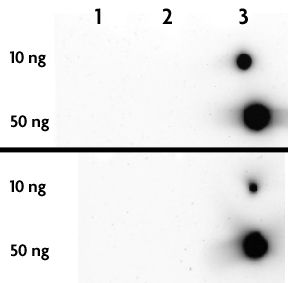 5-Hydroxymethylcytosine (5-hmC, 5-hydroxymethylcytidine) antibody tested by dot blot analysis. DNA samples (10 ng or 50 ng as indicated) were spotted onto positively charged nylon membrane and blotted with 5-Hydroxymethylcytidine antibody at a dilution of 1:10,000. Top Panel: Double stranded DNA. Bottom Panel: Single stranded DNA. Lane 1: Unmethylated DNA. Lane 2: DNA containing 5-methylcytosine. Lane 3: DNA containing 5-hydroxymethylcytosine.