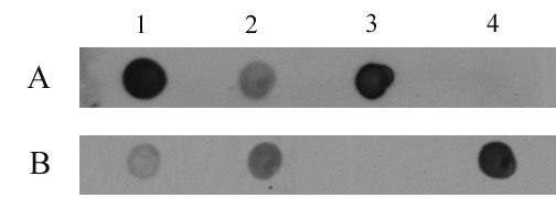 5-Hydroxymethylcytosine (5-hmC, 5-hydroxymethylcytidine) antibody tested by dot blot analysis. DNA samples were spotted onto positively charged nylon membrane and blotted with antibodies as indicated. Panel A: 5-Hydroxymethylcytidine antibody recognizing 5-hydroxymethylcytosine (1:10,000 dilution). Panel B: 5-Methylcytidine antibody (1:1,000 dilution). Lane 1: DNA derived from mouse embryonic stem cells (150 ng). Lane 2: DNA derived from mouse spleen (600 ng). Lane 3: 27 base oligonucleotide containing 5-hydroxymethylcytosine (1.2 ng). Lane 4: 33 base oligonucleotide containing 5-methylcytosine (2000 ng).