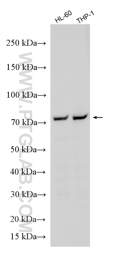 WB analysis using RMX00080 WB analysis using RMX00080