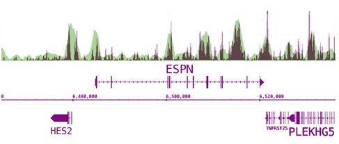 Next-Gen sequencing data generated using 5-Methylcytosine (5-mC) antibody (mAb) correlates well with CpG density. DNA was enriched from 1 ug of denatured, adaptor ligated human PC9 cell DNA using 2 ul of the 5-Methylcytosine (5-mC) antibody (mAb). MeDIP DNA was sequenced using the Illumina platform to generate 26 million sequence tags. Tags were mapped to generate a whole-genome DNA methylation profile. The image above shows that the enriched regions (purple peaks) correlate well with CpG density (green overlay). Next-Gen sequencing data generated using 5-Methylcytosine (5-mC) antibody (mAb) correlates well with CpG density. DNA was enriched from 1 ug of denatured, adaptor ligated human PC9 cell DNA using 2 ul of the 5-Methylcytosine (5-mC) antibody (mAb). MeDIP DNA was sequenced using the Illumina platform to generate 26 million sequence tags. Tags were mapped to generate a whole-genome DNA methylation profile. The image above shows that the enriched regions (purple peaks) correlate well with CpG density (green overlay).